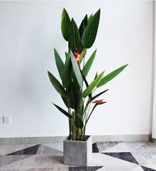 Cây thiên điểu hoa vàng giả trang trí