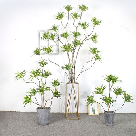 cây thuỷ trúc giả trang trí