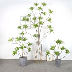 Cây thuỷ trúc giả trang trí