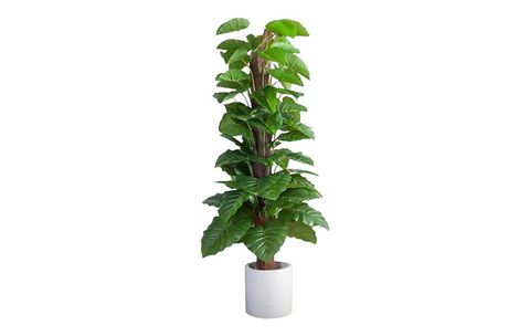 cây trầu bà leo cột giả đẹp