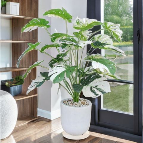 Cây trầu bà Nam Mỹ đột biến để bàn