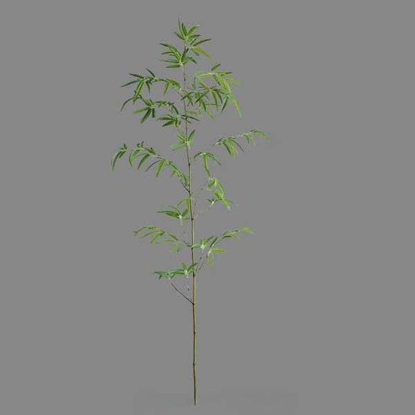 Cây trúc quân tử trang trí nội thất