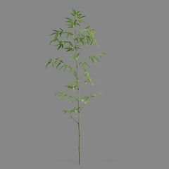 Cây trúc quân tử trang trí nội thất