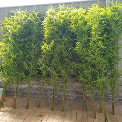 Cây trúc quân tử trang trí nội thất