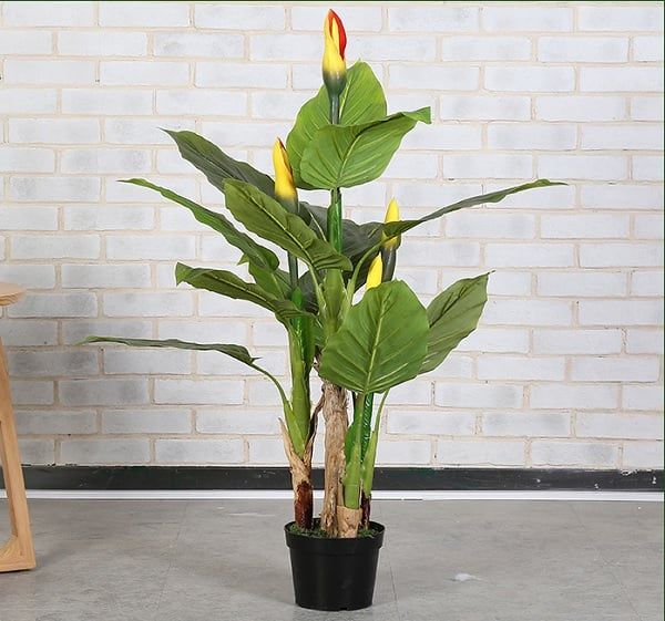 Cây vạn niên thanh giả có hoa trang trí