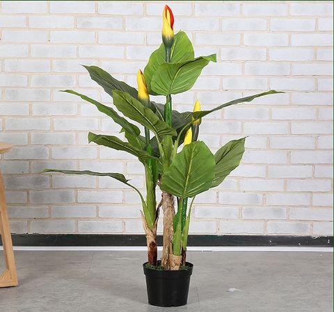 Cây vạn niên thanh giả có hoa trang trí