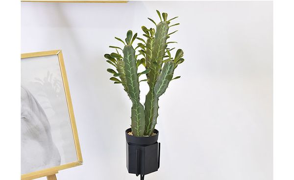 Cây xương rồng lá nhỏ giả trang trí