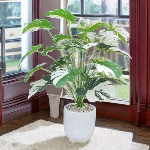 cây trầu bà Nam Mỹ đột biến giả