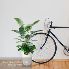 Chậu cây chuối cẩm thạch mini giả trang trí