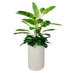 Chậu cây chuối cẩm thạch mini giả trang trí