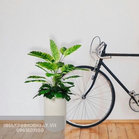 Chậu cây chuối cẩm thạch mini giả trang trí