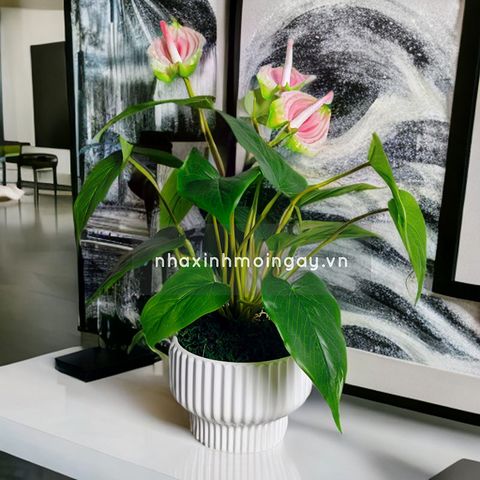 Chậu cây hồng môn giả để bàn