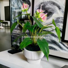 Chậu cây hồng môn giả để bàn
