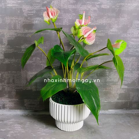 Chậu cây hồng môn giả để bàn