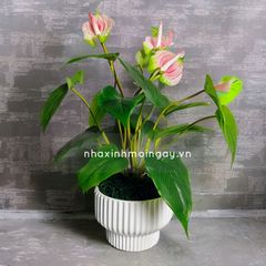 Chậu cây hồng môn giả để bàn