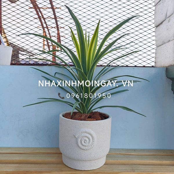 Chậu cây lan chi giả để bàn