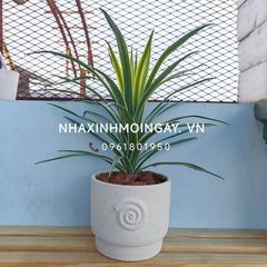 Chậu cây lan chi giả để bàn