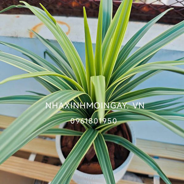 Chậu cây lan chi giả để bàn