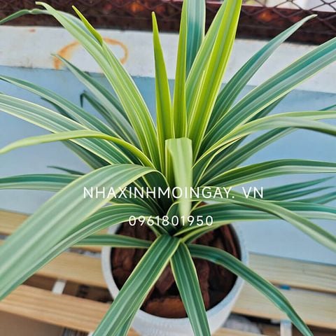 Chậu cây lan chi giả để bàn