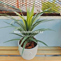Chậu cây lan chi giả để bàn