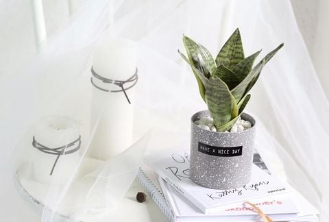 Chậu cây lưỡi hổ nhỏ để bàn