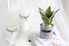 Chậu cây lưỡi hổ nhỏ để bàn