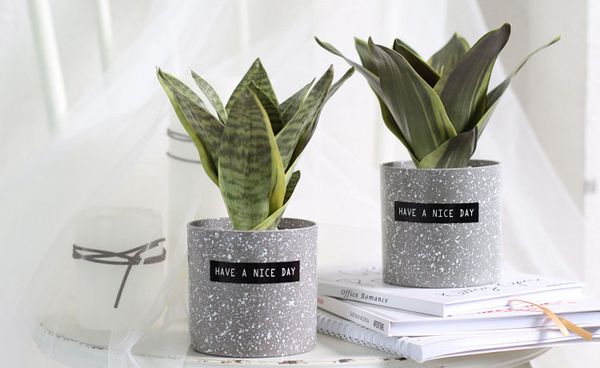 Chậu cây lưỡi hổ nhỏ để bàn