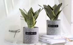 Chậu cây lưỡi hổ nhỏ để bàn