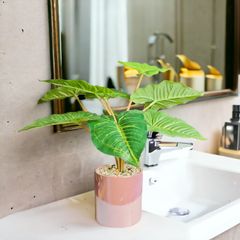 Chậu cây Philodendron giả để bàn