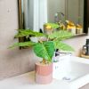 Chậu cây Philodendron giả để bàn