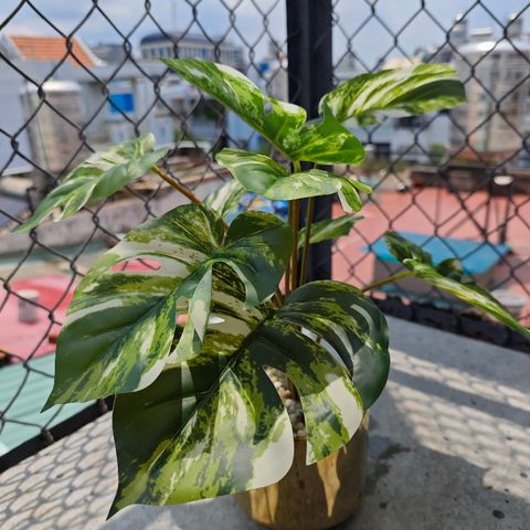 Chậu cây monstera đột biến để bàn