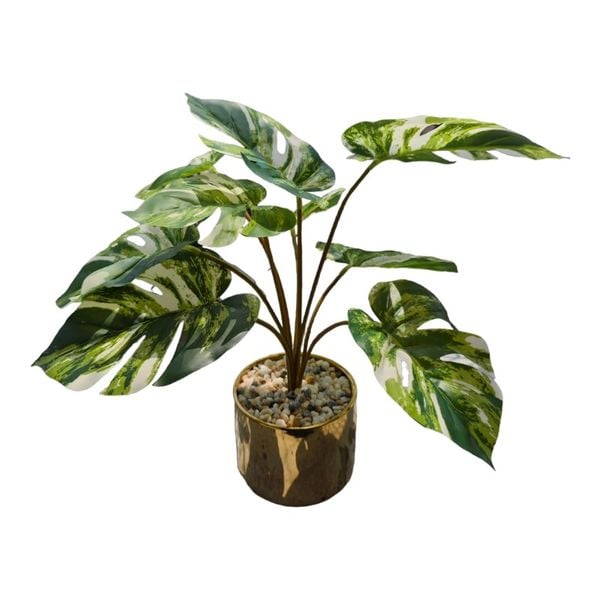 Chậu cây monstera đột biến để bàn
