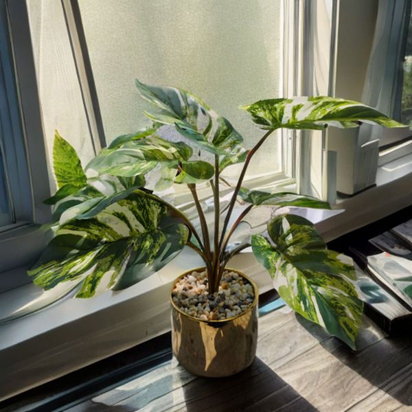 Chậu cây monstera đột biến để bàn