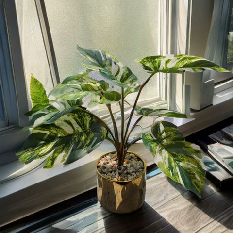 Chậu cây monstera đột biến để bàn