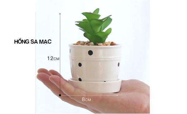 Chậu cây nhỏ để bàn chấm bi