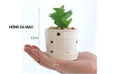 Chậu cây nhỏ để bàn chấm bi