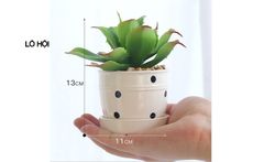 Chậu cây nhỏ để bàn chấm bi