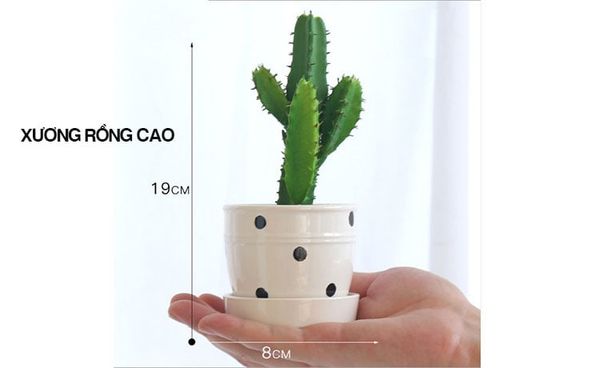 Chậu cây nhỏ để bàn chấm bi