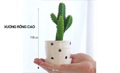 Chậu cây nhỏ để bàn chấm bi