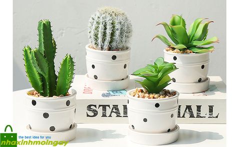 chau-cay-nho-de-ban-cham-bi