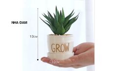 Chậu cây nhỏ để bàn GROW