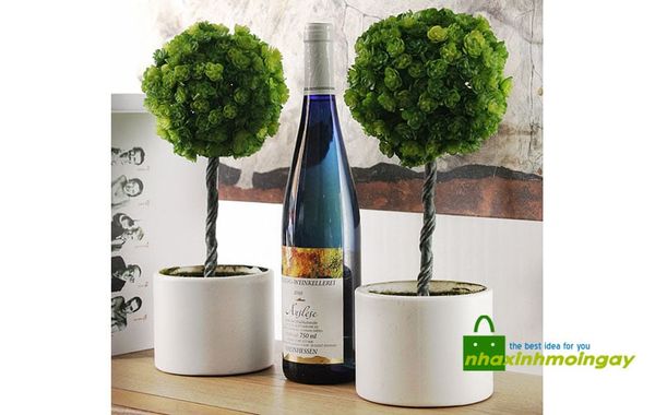 Chậu cây nhựa tròn trang trí