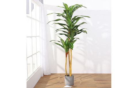 chau-cay-phat-tai-gia-trang-tri-trong-phong-khach