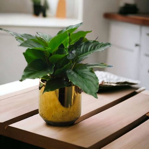 Chậu câ phú quý xanh