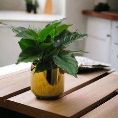 Chậu cây phú quý xanh