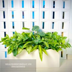 Hộp cây cảnh giả trang trí TC001