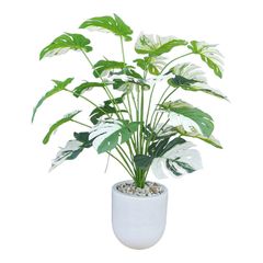 Cây trầu bà Nam Mỹ đột biến để bàn