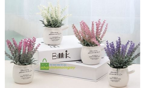 Chậu hoa lavender để bàn