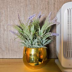 Chậu hoa lavender nhỏ để bàn