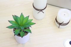 Chậu hoa sen đá để bàn trang trí